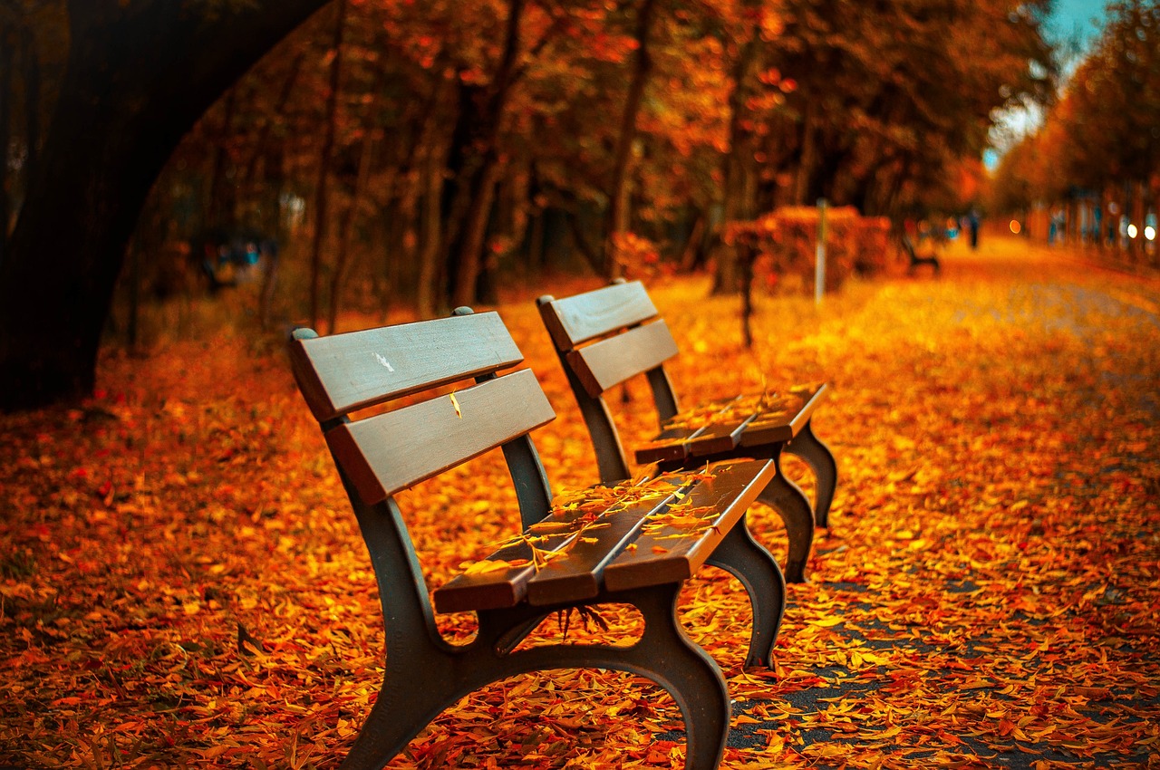 fall leaves and benches
