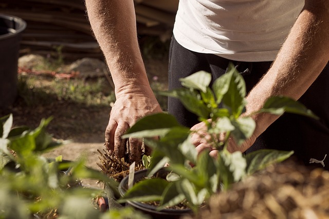 planting plants