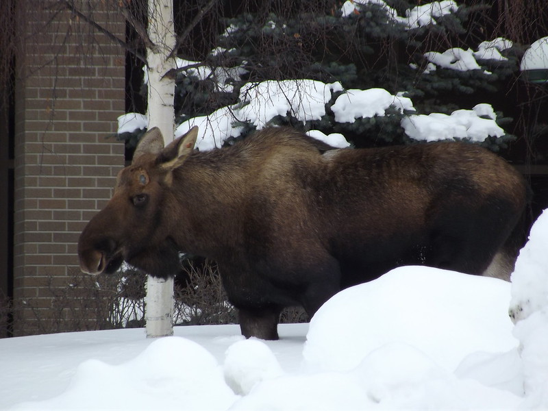 Moose in anchorage