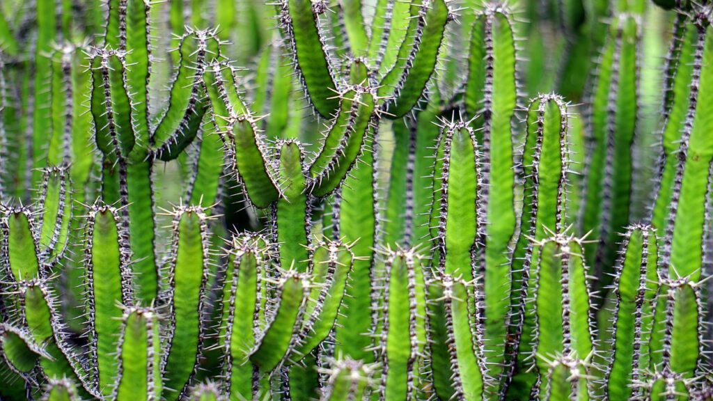 Arizona cacti