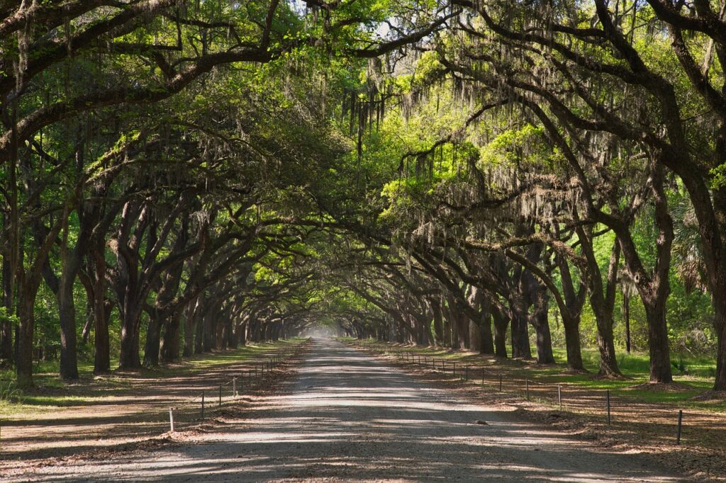 forsythepark oak trees