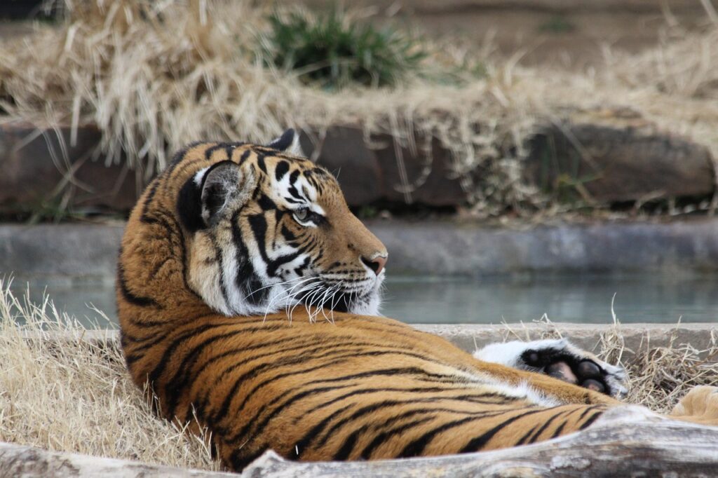 tiger at tulsa zoo