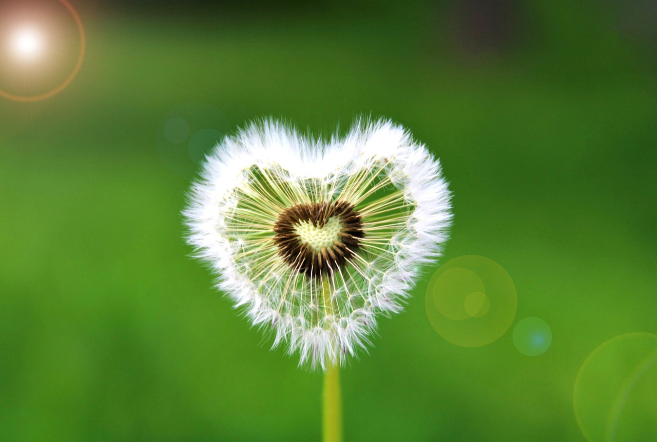 heart shaped dandelion