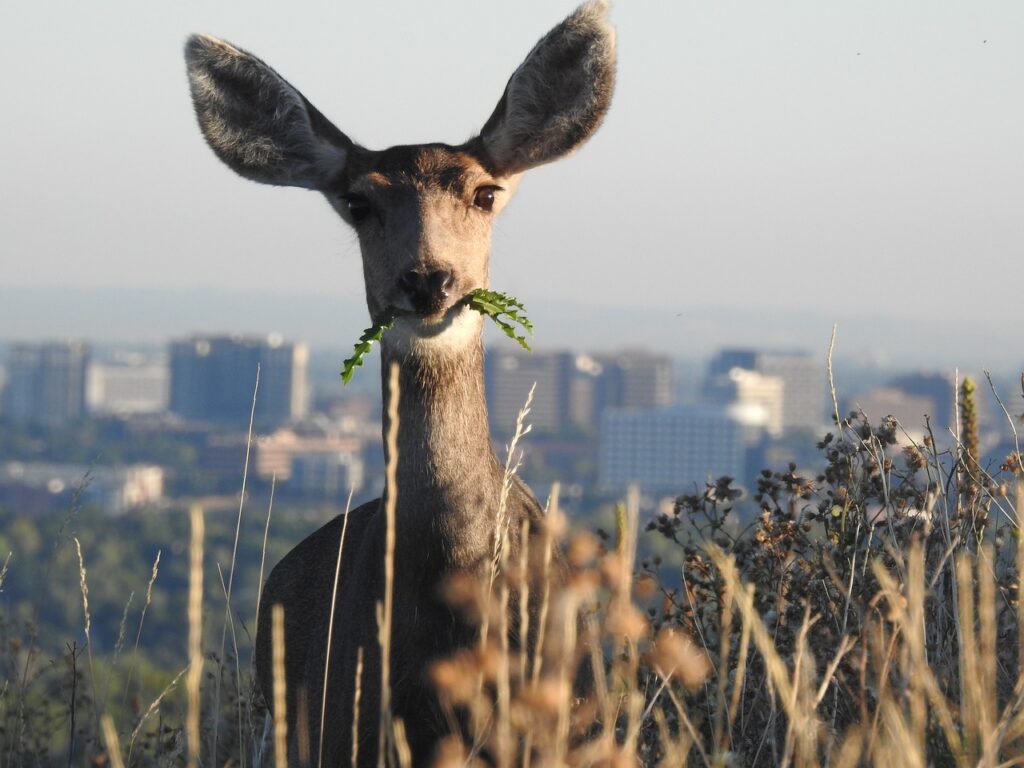 deer eating grass with Denver in background