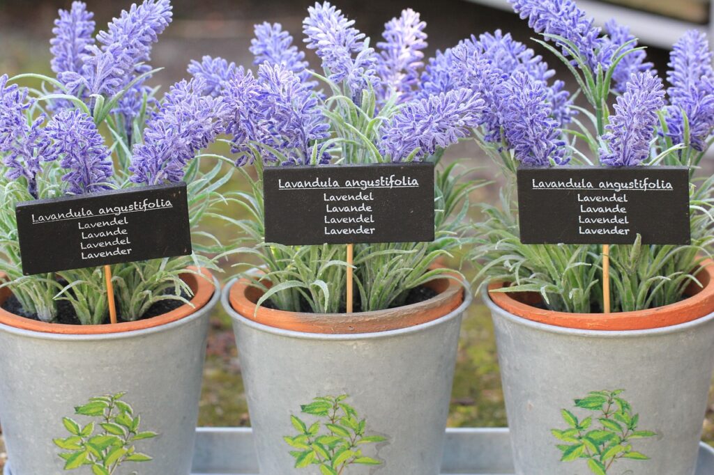 lavender plants