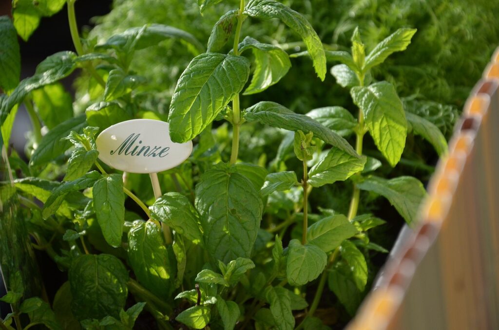 mint plants