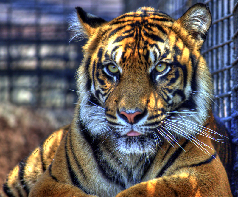 tiger Topeka zoo