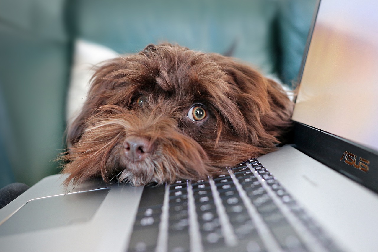 dog on laptop