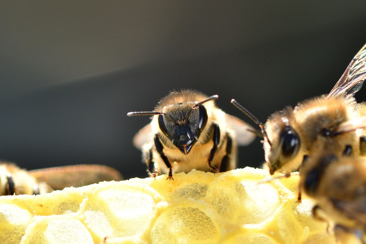 bees on honeycomb